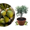 Meine Orangerie Olivenbaum Bonsai Mezzo - echtes Produktbild-Vorschau 1