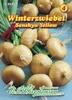 Zwiebel Senshyu Yellow Winterzwiebeln | Zwiebelsamen von Produktbild-Vorschau 1