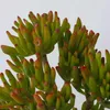 Grubosz - Crassula ovata 'Hobbit' - Wysokość 45-50cm - Podgląd zdjęcia produktu 2