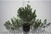 Myrica gale - Blatniak vihorlatský 30- 40 cm - Kontajner Náhľad obrázku produktu 2