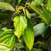 Čierne korenie (Piper nigrum) – 10 semien Náhľad obrázku produktu 1
