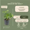 Plants by Frank | 24 Plantes de pachysandre du Japon | Voir les images du produit 4
