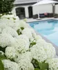 Ortensia Hydrangea arborescens 'Strong Annabelle' Ø 19 cm, Anteprima dell’immagine prodotto 4