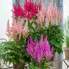 Colección de astilbes resistentes al invierno - 10 Vista previa de la imagen del producto 2