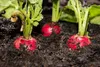 SAFLAX - Garden in the Bag - BIO - Radieschen - Cherry Bell Produktbild-Vorschau 7