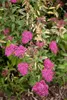 Spiraea japonica 'Anthony Waterer', Rote Sommerspiere, Produktbild-Vorschau 14