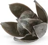 Wildlilie grau ca. 6cm | Soymida febrifuga Produktbild-Vorschau 1