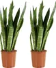 Bloomique - 2er Set - Sansevieria Zeylanica - Bogenhanf - Produktbild-Vorschau 1