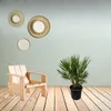 Trendyplants - Chamaerops Humilis Strauch - Höhe 90-110 cm Produktbild-Vorschau 2