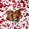 Giocattolo per cani Beeztees Anello diamante in peluche Anteprima dell’immagine prodotto 3