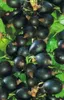 Ribes nidigrolaria  - Johannis- X Stachelbeere Produktbild-Vorschau 1