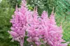 Stauden Gänge 1 x Astilbe arendsii 'Astary Rose' - Produktbild-Vorschau 2