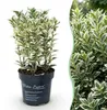Green boutiQ - 24x Euonymus japonicus White Spire - Produktbild-Vorschau 1