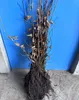 Hainbuche 60–100 cm 1 Stk – Carpinus betulus, Produktbild-Vorschau 3