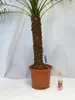 [Palmenlager] - XL Phoenix roebelenii Zwerg-Dattelpalme 160 Produktbild-Vorschau 2