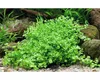 Hemianthus callitrichoides Cuba in-Vitro Produktbild-Vorschau 4