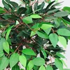 Fico Ficus Benjamin Pianta Albero Artificiale con Legno Anteprima dell’immagine prodotto 3