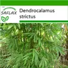 SAFLAX - kalkatský bambus - Dendrocalamus strictus - 50 Náhled obrázku produktu 6