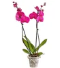 Dehner Schmetterlingsorchidee, zweitriebig, pinke Blüten, Produktbild-Vorschau 1