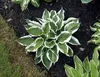 Stauden Gänge 3 x Hosta x fortunei 'Patriot' im 1 Liter Produktbild-Vorschau 7