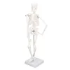 45CM mini model kostry, PVC, kostní struktura lidského těla Náhled obrázku produktu 2