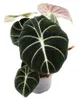 Alocasia reginula Black Velvet - Tropenwurz - Alokasie - Produktbild-Vorschau 2