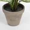 Dieffenbachia pvc avec pot gris Voir les images du produit 4