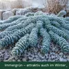 3 x Euphorbia myrsinites (Walzen Wolfsmilch)  - Stauden Produktbild-Vorschau 6