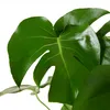 Bloomique - Lot de 2 - Monstera Deliciosa - Plante-gruyère Voir les images du produit 6