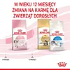 Royal Canin Kitten, Kitten, 10 kg, Antioxidantien enthalten Produktbild-Vorschau 11
