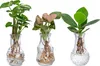 Dehner Waterplant Set, Wasserpflanzen in Vasen, 3-teilig, Produktbild-Vorschau 1