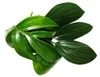 Philodendron « Queue de dragon » - Rhaphidophora decursiva Voir les images du produit 4