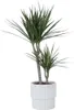 Dragonnier - Dracaena marginata - Hauteur 70-80cm - ⌀17cm Voir les images du produit 6