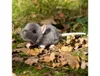 Ratte Animigos knuffel Productafbeelding-voorbeeld 4