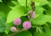 SAFLAX - Skutečná mimóza - Mimosa pudica - 70 Semena Náhled obrázku produktu 6