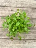 Enseleits Koriander Coriandrum sativum, 1 Marktfrische Produktbild-Vorschau 3