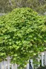 Fingerblättrige Akebie 40-60 cm, im Topf - Akebia quinata Produktbild-Vorschau 3