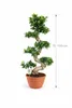Bonsai Ficus Microcarpa Ginseng (tvar S) – 70–100 cm – Náhled obrázku produktu 2