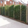 A paved walkway leads to a row of tall, green ivy hedges supported by wooden posts, with houses visible in the background. Podgląd zdjęcia produktu