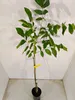 Juglans regia 'Franquette', Walnussbaum, 5-Liter-Topf Produktbild-Vorschau 3