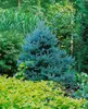 Blaufichte 40-60 cm, im Topf - Picea pungens glauca, Produktbild-Vorschau 8