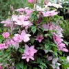 Clematis Hagley Hybrid 60-80 cm roślina pnąca Podgląd zdjęcia produktu 4