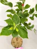 Prunus tomentosa 'White Ninja', cerisier blanche, hauteur Voir les images du produit 4