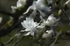 Magnolia stellata 'Royal Star', Sternmagnolie, weiß, 80–100 Produktbild-Vorschau 10