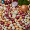 Kiepenkerl Wintersteckzwiebel Trio-Mix 50 Stück Produktbild-Vorschau 4