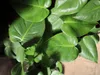 Gardners Monstera deliciosa, průměr 14 cm Náhled obrázku produktu 4