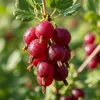 Stachelbeere Rot - 2 Pflanzen - Winterhart & Mehrjährig - Produktbild-Vorschau 1