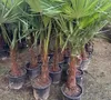 XXL Palme winterhart Lieferhöhe ca.: 140 - 160 cm Produktbild-Vorschau 5