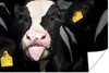 MuchoWow® Poster Kuh - Licht - Porträt 120x80 cm - Bilder Produktbild-Vorschau 1