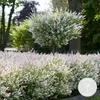 Bloomique - Salix Flamingo - Harlekinweide - Winterharte Produktbild-Vorschau 2